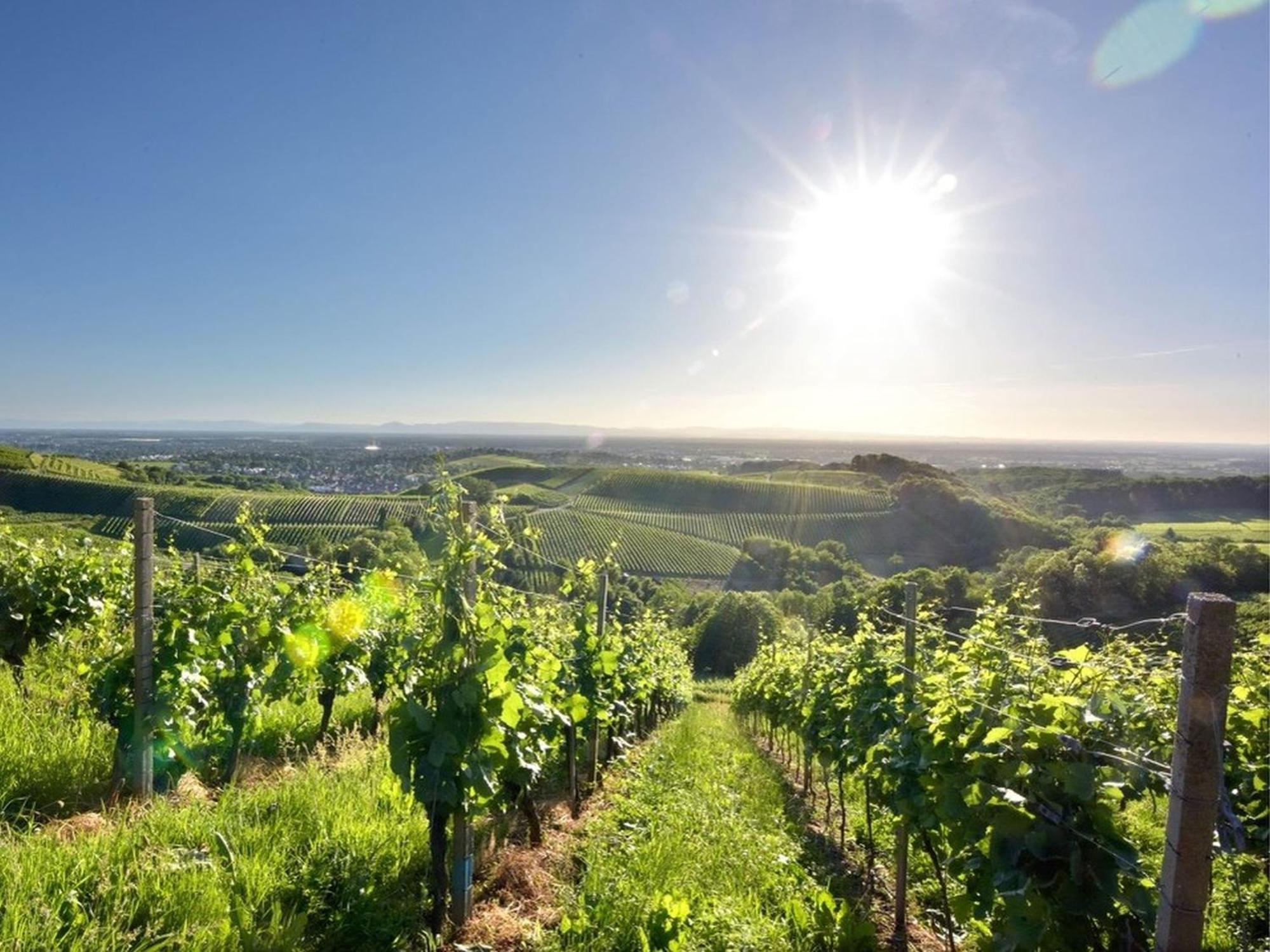 Ferienwohnungen Weingut Pieper Basler Офенбург Екстериор снимка